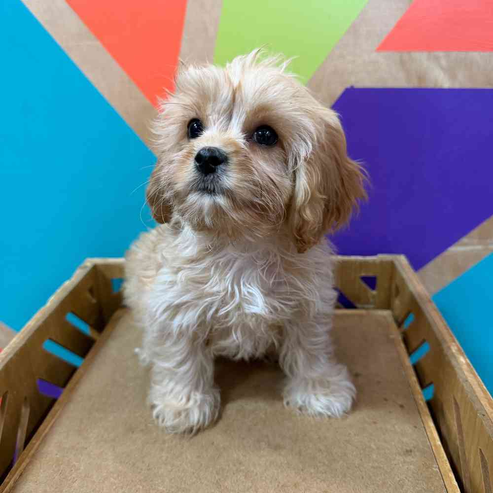 carousel pet images