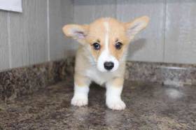 Pembroke Welsh Corgi