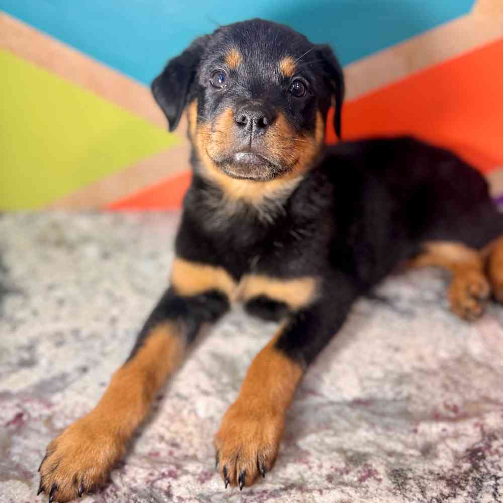 carousel pet images