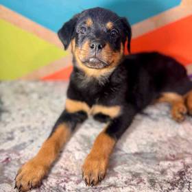 Rottweiler