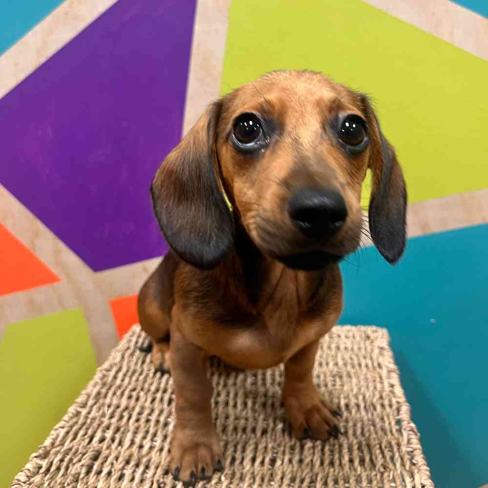 carousel pet images