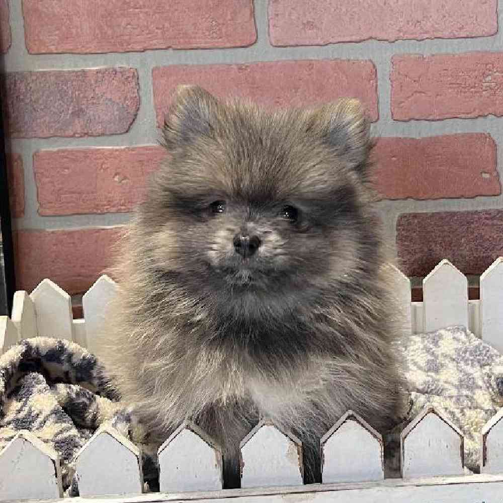 Male Pomeranian Puppy for Sale in Joplin, MO