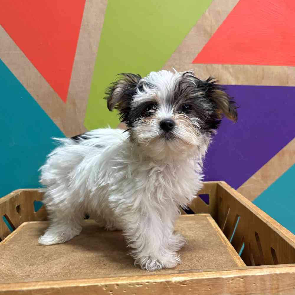 carousel pet images
