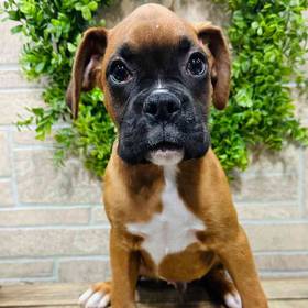 Boxer
