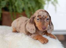 Dachshund