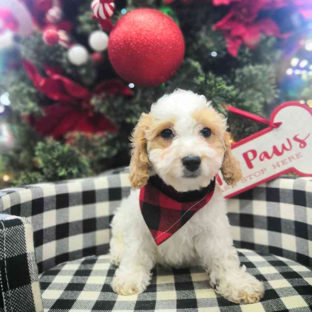 carousel pet images