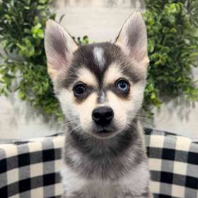 Alaskan Klee Kai