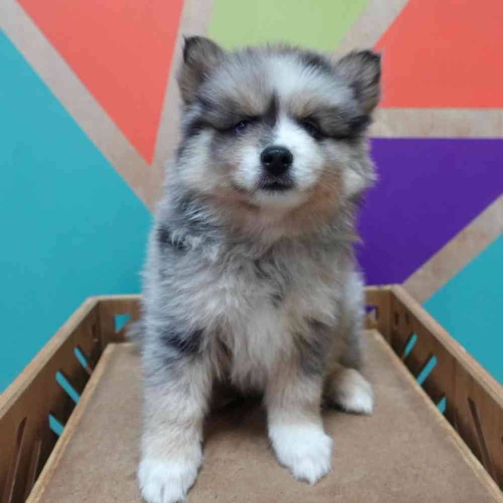 carousel pet images