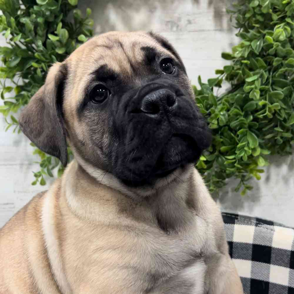 carousel pet images