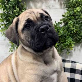 Bullmastiff