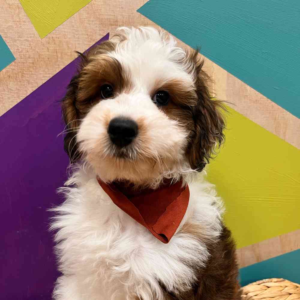 carousel pet images