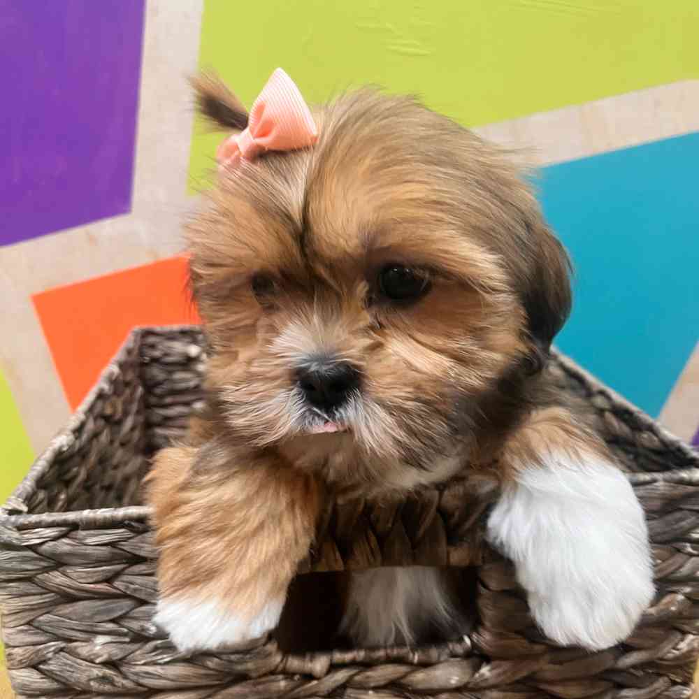 carousel pet images