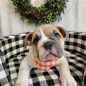 English Bulldog