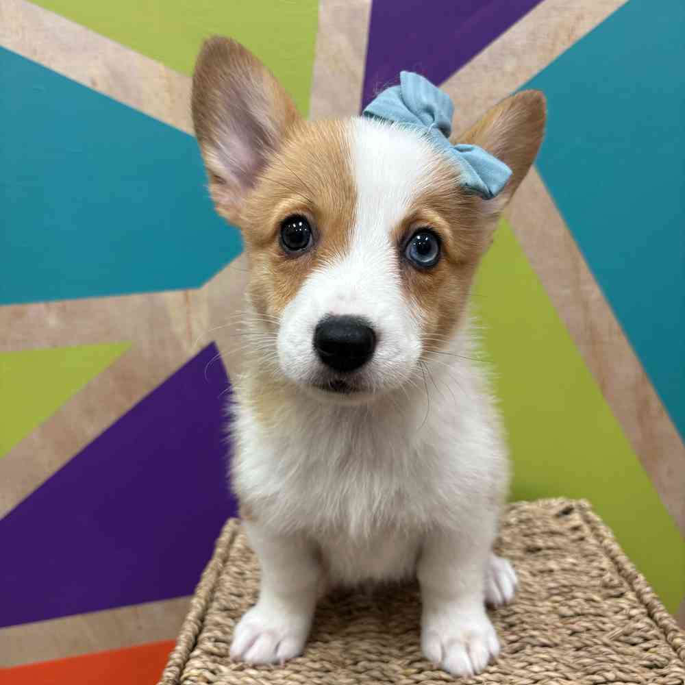 carousel pet images