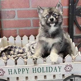 Pomsky