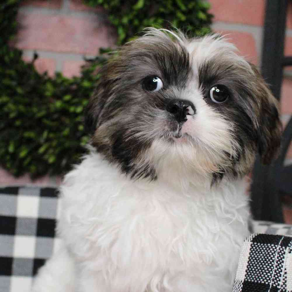 Female Shih Tzu Puppy for sale