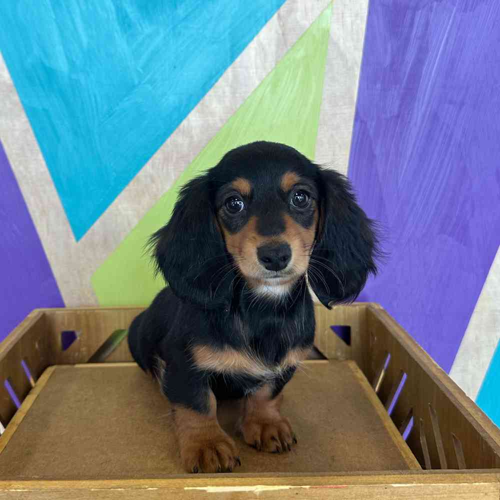 Image of a pet breed in the gallery