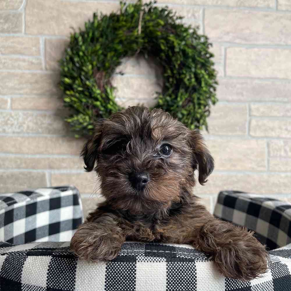 carousel pet images