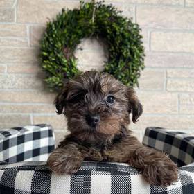 Yorkie-Poo