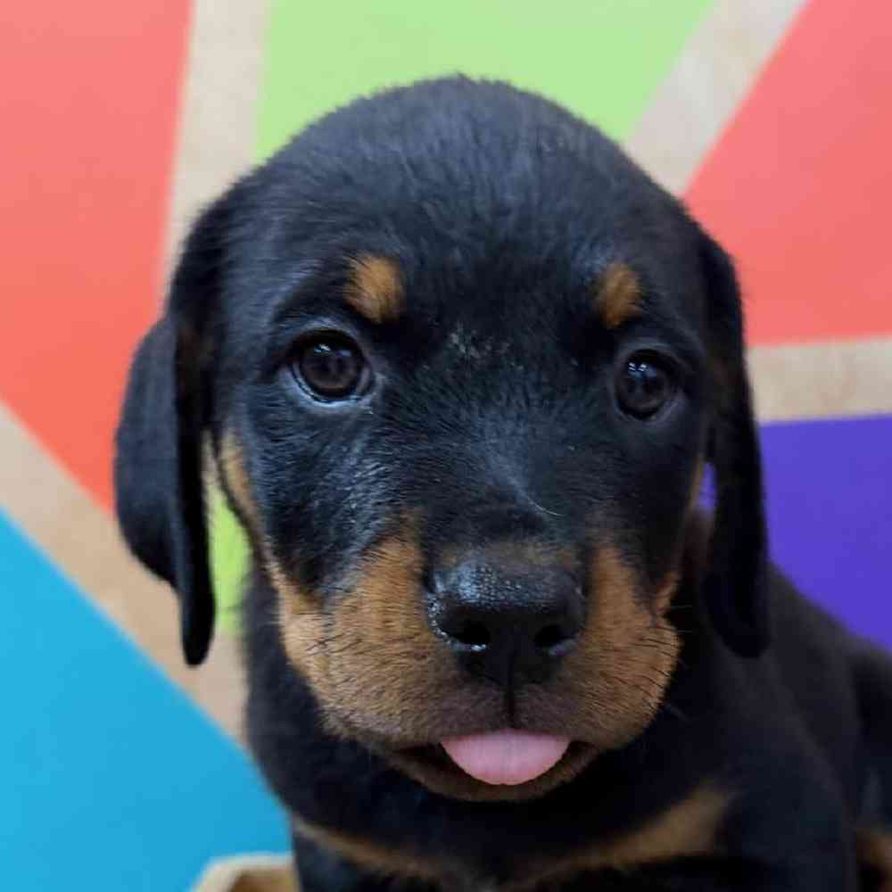 Image of a pet breed in the gallery