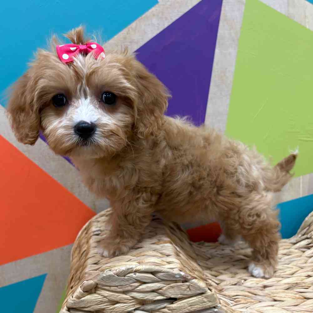 carousel pet images