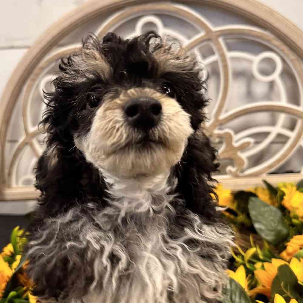 carousel pet images
