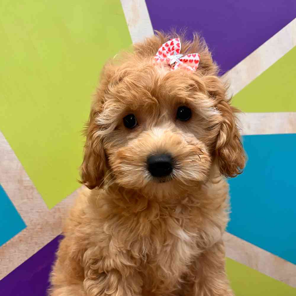Image of a pet breed in the gallery