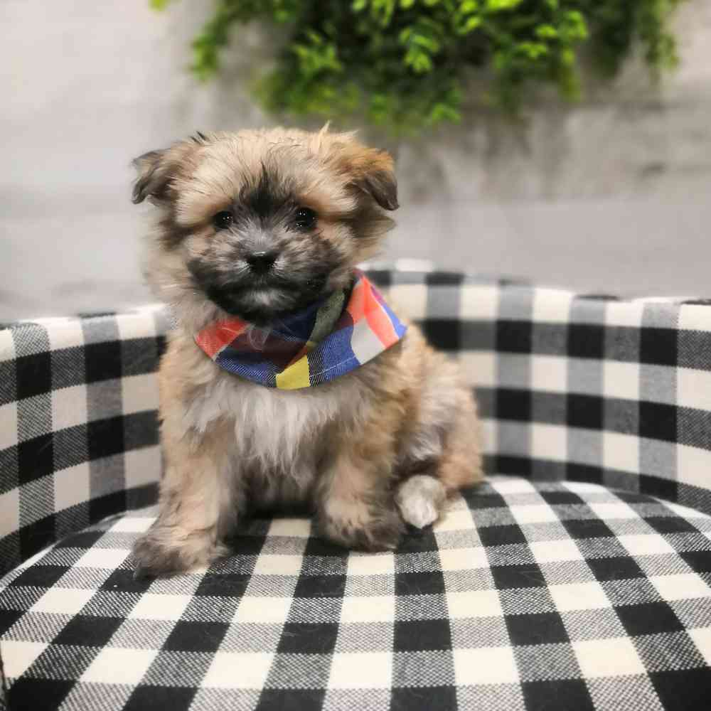 carousel pet images