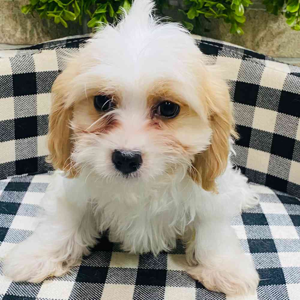 carousel pet images