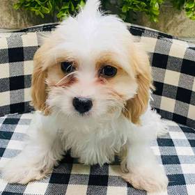 Maltipoo