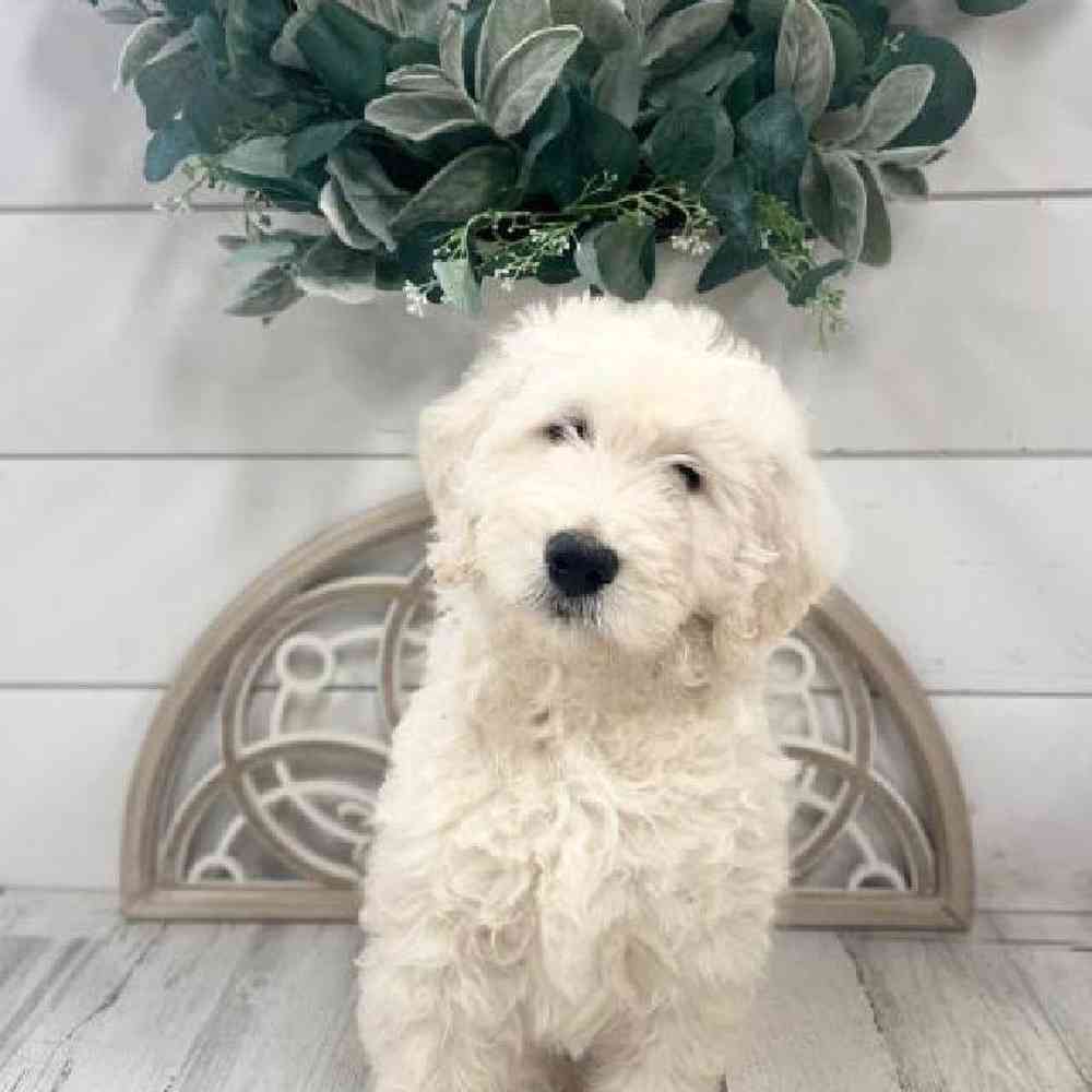 Female Goldendoodle Puppy for Sale in Rogers, AR