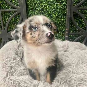 Australian Shepherd