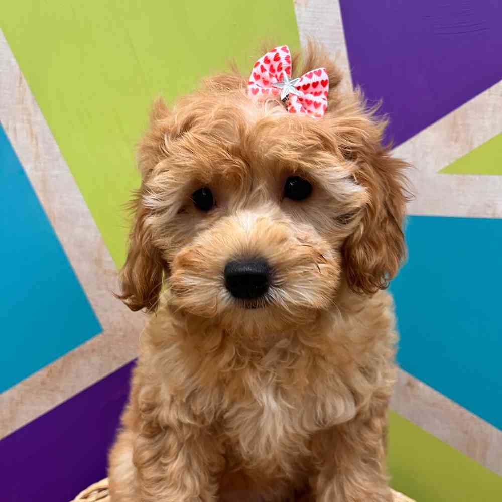 carousel pet images