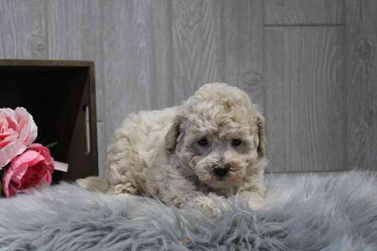 BichonPoo