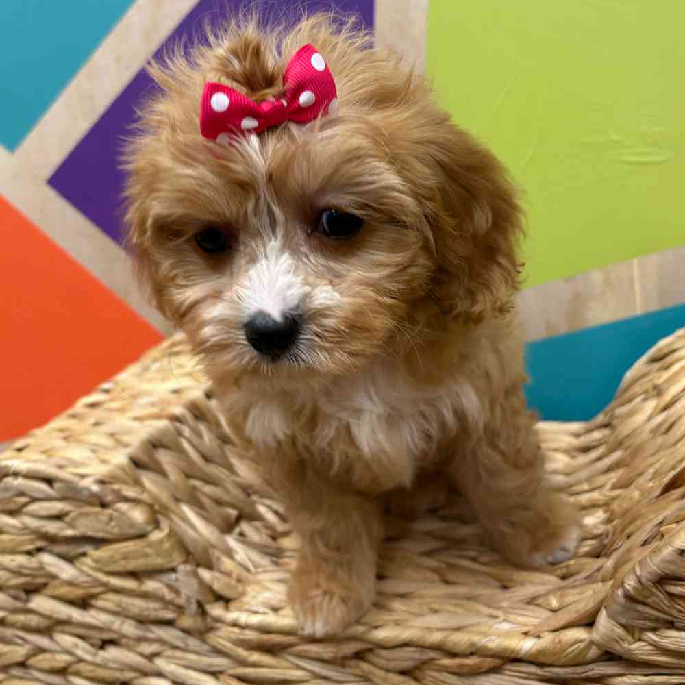 carousel pet images