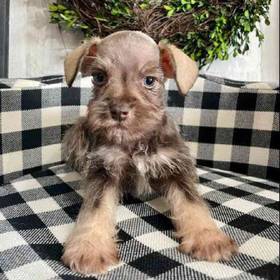 Mini Schnauzer