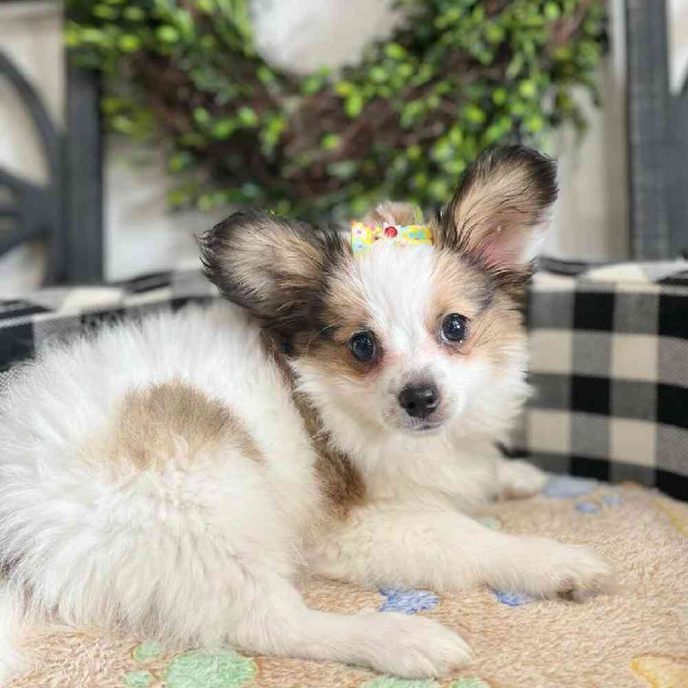 carousel pet images