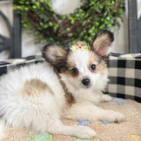 Papillon