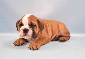 English Bulldog
