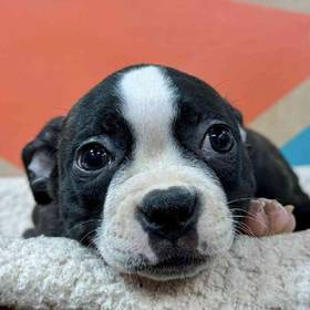 Boston Terrier