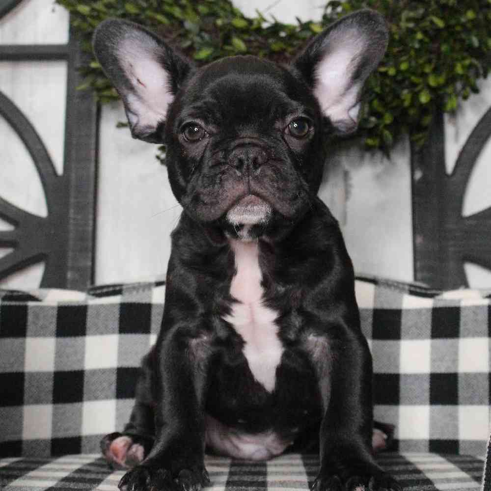 Male French Bulldog Puppy for sale