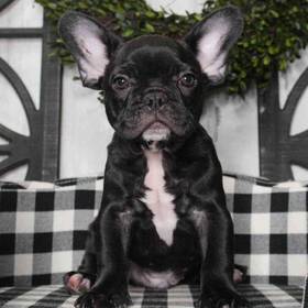 French Bulldog