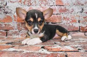 Pembroke Welsh Corgi