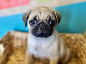 Pug