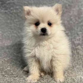 Pomeranian