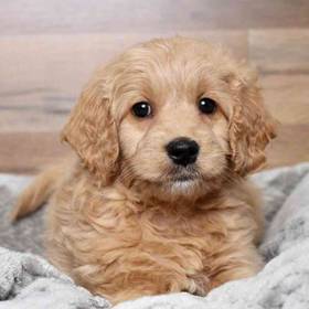 Mini Goldendoodle