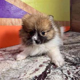 Pomeranian