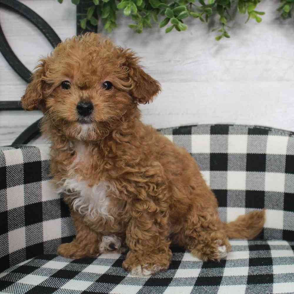 Female Cockapoo Puppy for sale