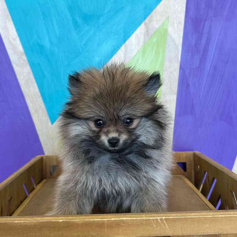 Image of a pet breed in the gallery