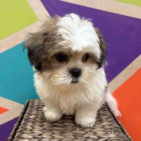 Teddy Bear